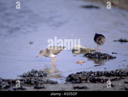 Redshank Tringa totanis feeding along the shoreline. Stock Photo