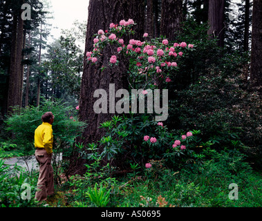 Redwood National park in Northern California where a hiker admires blooming rhododendron bushes under the towering trees Stock Photo