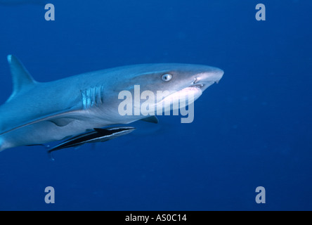 White tip reef shark Triacnodon obesus with suckerfish Echeneis naucrates on 'Great Barrier Reef' Stock Photo