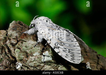 Puss Moth Cerura vinula at rest on log potton bedfordshire Stock Photo