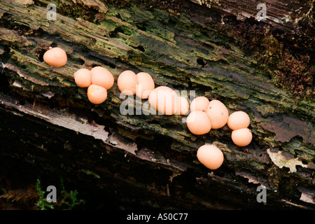 Lycogala Epidendron growing on rotten timber potton wood bedfordshire Stock Photo