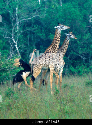 Ostrich attacks giraffes who strayed too close to chicks, Kenya, Africa, Nairobi National Park Stock Photo