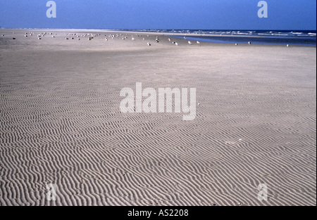 Schiermonnikoog, Sandbank an der Nordsee, Stock Photo