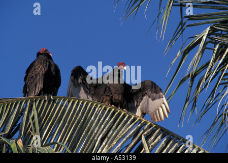 Turkey Vultures Cathartes aura grooming in morning on Palm Tree Baja California Mexico Stock Photo