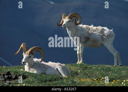 Dall Ovis dalli rams in spring with shedding wool Denali National park Alaska USA Stock Photo