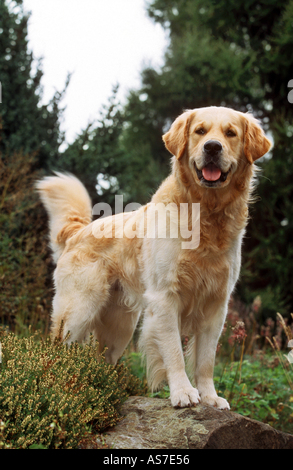 golden retriever standing on rock Stock Photo