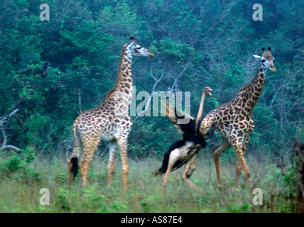 Ostrich attacks two giraffes who wandered too close to her chicks Kenya Africa Stock Photo