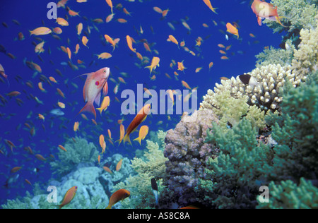 SCHOOLING ANTHIAS ON A RED SEA REEF Stock Photo