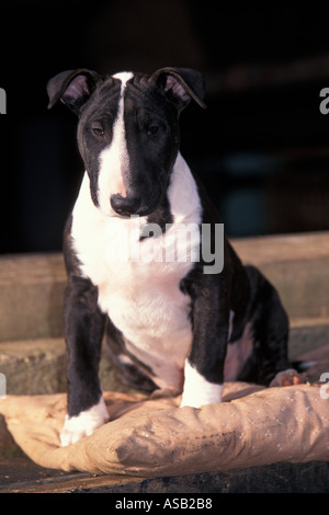 English bull terrier 12 weeks old Stock Photo