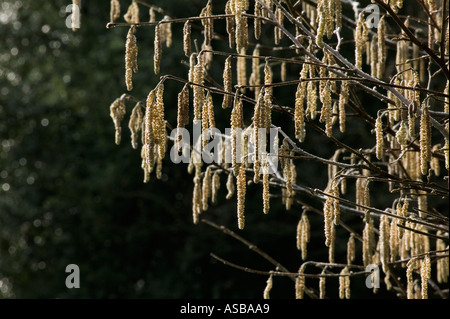 Hazel catkins Stock Photo