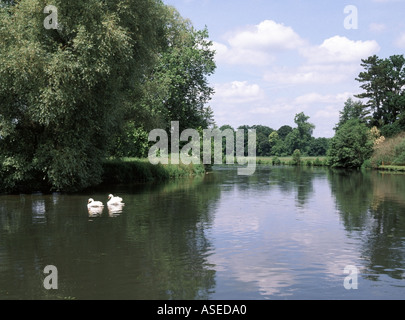The peaceful tranquil River Test with swans as it flows past the grounds of Broadlands House  near Romsey in Test Valley Hampshire UK Stock Photo