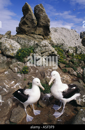 Northern Royal Albatross Diomedea epomophora sanfordi engaged pair keeping company Chatham Islands New Zealand Stock Photo