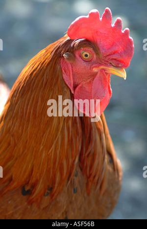 Rhode Island Red Rooster Stock Photo