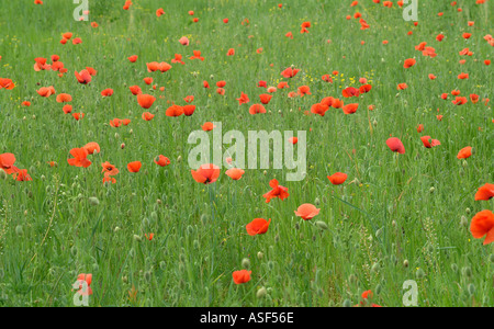 Poppy Field Close Up Stock Photo