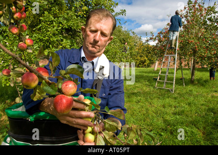 Traditional cider apple picking Burrington Court Somerset England Stock Photo