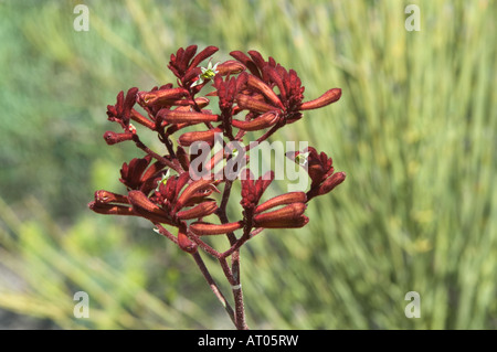 Red Kangaroo Paw Anigozanthos rufus flowers Fitzgerald River National Park Western Australia October Stock Photo