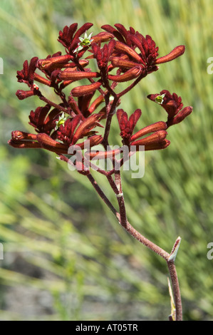 Red Kangaroo Paw (Anigozanthos rufus) flowers Fitzgerald River National Park Western Australia October Stock Photo