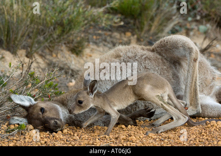 Western Grey Kangaroo Macropus fuliginosus dead mother with 3 months old baby Hamersley Drive Fitzgerald River National Park AU Stock Photo