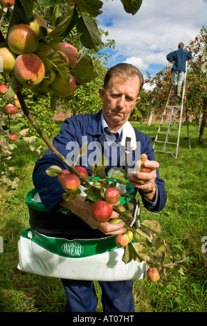 Traditional cider apple picking Burrington Court Somerset England Stock Photo
