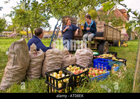 Cider apple pickers drinking cider during harvest time Burrington Court Somerset England Stock Photo
