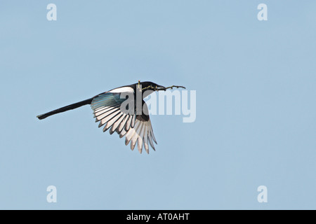 Magpie Pica pica flying with sticks for nest  against a nice blue sky Verulamium Park, St Albans Stock Photo
