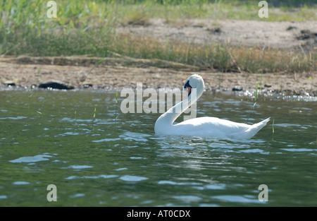 A Mute Swan, Cygnus olor, in the Porvoo Archipelago, Porvoo, Finland, Europe. Stock Photo