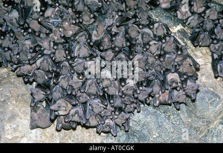 A large flight of flying foxes or fruit bats hanging from a cave ceiling in the rain forest of Bali Stock Photo