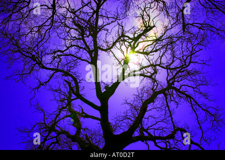 Tree silhouette against a dramatic sky along the Amalfi Coast, Italy Stock Photo