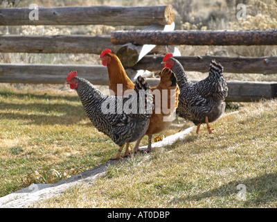 A flock of free range organic chickens Barred Plymoth Rocks and a Buff Orpington looking for scratch which is seeds and insects Stock Photo