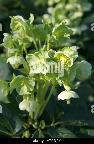 Corsican Hellebore aka Corsican Rose, Helleborus argutifolius ...