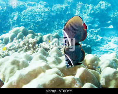 Two collared butterflyfish, Chaetodon collare,  swimming above coral reef January 2008, Similan islands, Andaman sea, Thailand Stock Photo