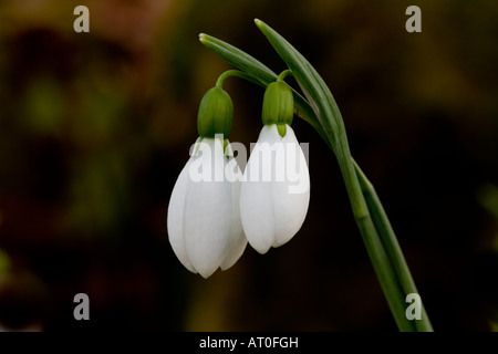 Close up photograph of two flowers of Snowdrop Galantus Merlin Stock Photo
