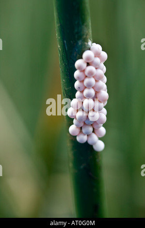 snail eggs Stock Photo