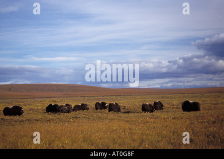 muskox Ovibos moschatus herd on fall tundra coastal plain of the North Slope Brooks Range central Arctic of Alaska Stock Photo