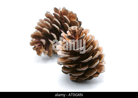 Scots pine cone on white background Pinus sylvestris Stock Photo