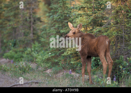 moose Alces alces newborn calf stands along a forest road on the Kenai peninsula southcentral Alaska Stock Photo