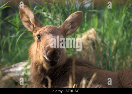 moose Alces alces newborn calf resting in grass on the Kenai peninsula southcentral Alaska Stock Photo
