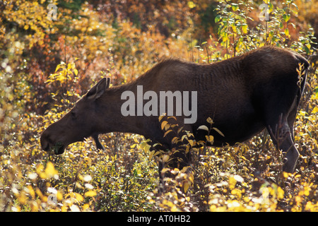 moose Alces alces cow feeding on fall vegetation in Denali National Park interior of Alaska Stock Photo