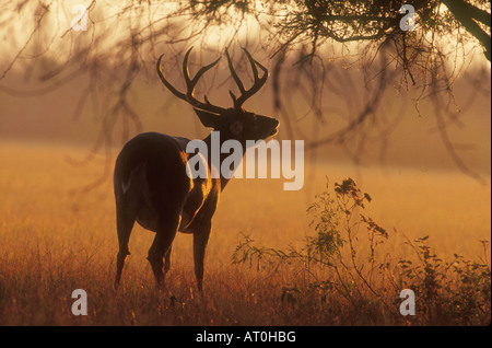 South Texas whitetail buck deer early in the morning during rutting season. Hunters have to get in the field early to see a buck Stock Photo