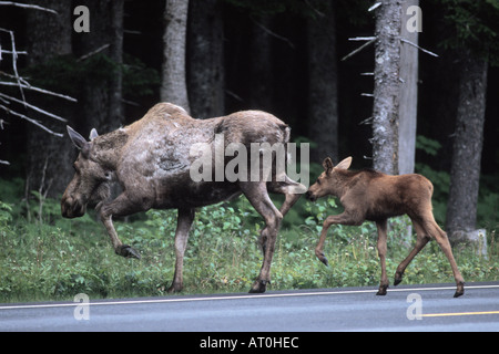 moose Alces alces cow and newborn calf cross a road on the Kenai peninsula southcentral Alaska Stock Photo