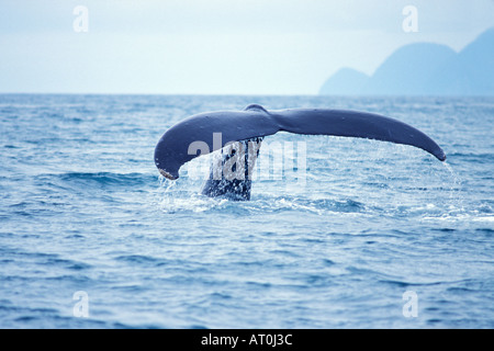 humpback whale Megaptera novaeangliae tail in Resurrection Bay Kenai Fjords National Park southcentral Alaska Stock Photo