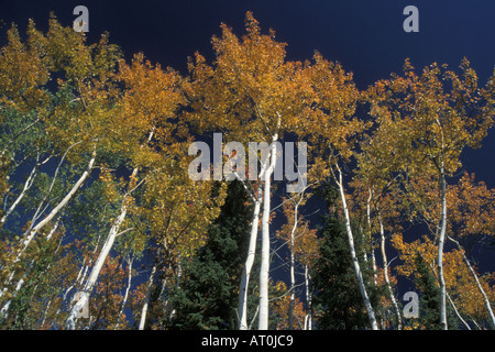 fall colors in birch trees southside of the Brooks range interior sub arctic Alaska Stock Photo