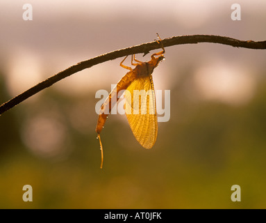 Portrait of a golden mayfly a common summer insect in the mid and south section of the United States Stock Photo