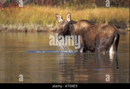 moose Alces alces yearling feeding on plants in a river Grand Teton National Park Wyoming Stock Photo