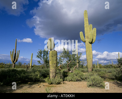 Giant Saguaro cactus in the sonoran desert in Saguaro National Park nearTucson Arizona Stock Photo