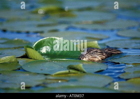 common muskrat Ondatra zibethicus swims through lilly pads in Lake Washington Washington Stock Photo