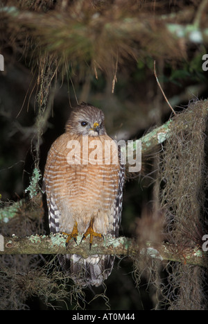 red shouldered hawk Buteo lineatus sits on its perch in Everglades National Park Florida Stock Photo