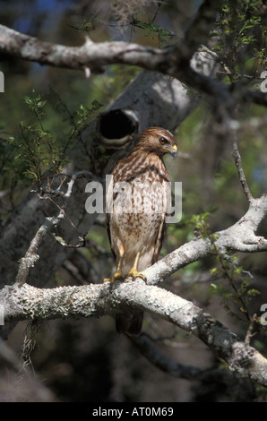 red shouldered hawk Buteo lineatus sits on its perch in Everglades National Park Florida Stock Photo