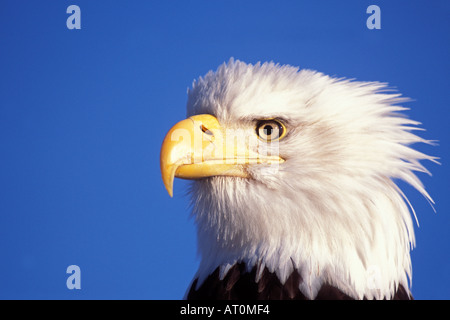 bald eagle Haliaeetus leucocephalus profile Kachemak bay southcentral Alaska Stock Photo