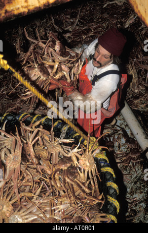 tanner crab Chionoecetes opilio off load at Trident Seafood dock Akutan Island in the Aluetian Chain Bering Sea Alaska Stock Photo